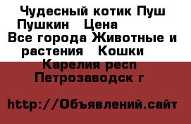 Чудесный котик Пуш-Пушкин › Цена ­ 1 200 - Все города Животные и растения » Кошки   . Карелия респ.,Петрозаводск г.